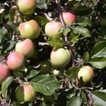 apple tree sinap orlovsky