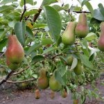 Trees of this pear variety are classified as medium-sized.