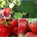 What regions are Jolie strawberries suitable for?