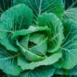 Air temperature is important for cabbage
