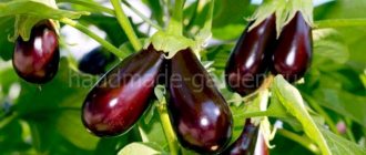 Organic fertilizers are also used to feed eggplants.