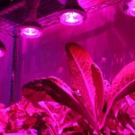 supplementary illumination of seedlings with phytolamps