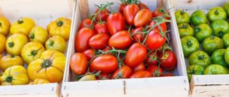 Ripe tomatoes in boxes
