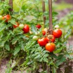 Думаете, чем подкормить помидоры для роста? Читайте все о лучших подкормках для быстрого и правильного развития!