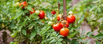 Думаете, чем подкормить помидоры для роста? Читайте все о лучших подкормках для быстрого и правильного развития!