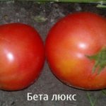 Два помидора