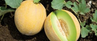 Golden melon: features of caring for the variety, advantages and disadvantages