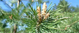 Spruce and pine needles: use in the country