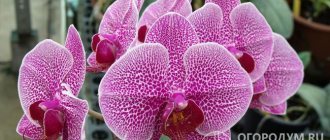 Phalaenopsis (pictured) is one of the species most common in home floriculture