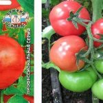 &#39;The favorite of summer residents with high yields and an excellent reputation is the Bourgeois tomato