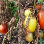 Late blight on tomatoes