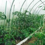 Formation of determinate tomatoes in 1 and 2 stems in a greenhouse