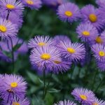 Photo of Aster tongolensis