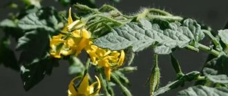 Photo of tomatoes blooming