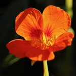 Photo of nasturtium flower