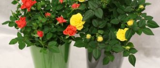 Photo of indoor rose 20