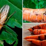 photo of carrot fly and larvae