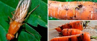 photo of carrot fly and larvae