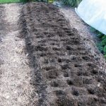 Photo of soil for garlic
