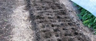 Фото почвы под чеснок