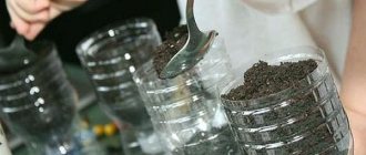 photo: preparing soil for cucumbers