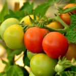 Photo of tomatoes on a branch