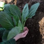 Photo of cabbage planting