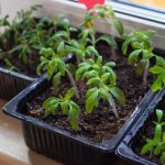 Photo of tomato seedlings