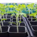 Photo of tomato seedlings