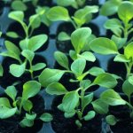 Photos of seedlings