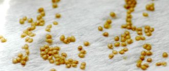 Photo of tomato seeds