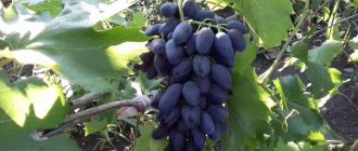Photo of Akademik grape variety