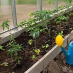Photo of planting tomatoes in a greenhouse
