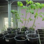 Photo of stretched seedlings
