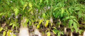 Photo of yellow tomato seedlings