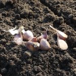 Photo of garlic cloves