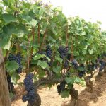 Фунгициды для винограда: системные, контактные и комплексные, правила обработки