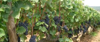 Fungicides for grapes: systemic, contact and complex, processing rules