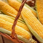 Where and how to store corn on the cob at home: optimal conditions and shelf life
