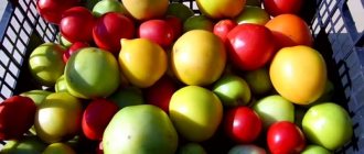 Where and how to store green tomatoes so that they turn red as quickly as possible and how to preserve ripe fruits for a long time