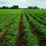 Гербициды от сорняков для картофеля: секреты выбора самые популярные средства