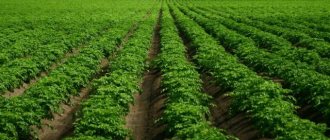 Weed control herbicides for potatoes: secrets of choosing the most popular products