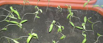 tomato seedlings die