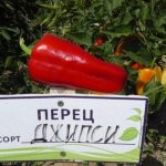 &#39;Hybrid from Holland - pepper &quot;Gypsy&quot;: description and growing instructions&#39; width=&quot;800