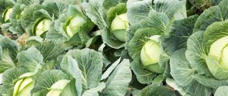 Ultra-early ripening cabbage hybrid Nozomi f1