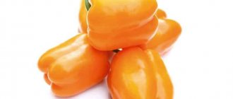 &#39;A hybrid that will not leave you indifferent - the Orange Miracle pepper