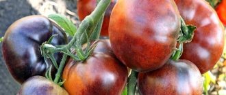 'Гибрид томатов "Иван-да-Марья": непростой в уходе, но удивляющий своими вкусовыми качествами' width="800