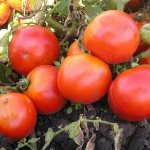 'Гибридный помидор для консервации и салатов: томат "Анастасия"' width="800