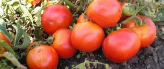 &#39;Hybrid tomato for canning and salads: tomato &quot;Anastasia&quot;&#39; width=&quot;800