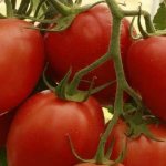 &#39;Hybrid tomato &quot;Empress&quot;: instructions for growing on your own plot from sowing to harvesting&#39; width=&quot;800